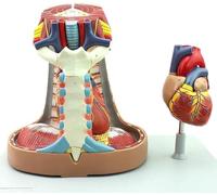 Modelo de corazón funcional de gran tamaño, modelo anatómico del mediastino, modelo anatómico del corazón, modelo didáctico de biología, anatomía médica de esternón, timo y mediastino