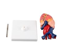 Modelo de corazón Humano anatómico de tamaño Natural |2 Piezas Desmontables Que Muestran ventrículos, aurículas y válvulas |Ayuda para la enseñanza de biología para Estudiantes de