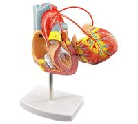Modelo De Corazón Humano con Bypass, Modelo De Corazón Humano A Tamaño Real, para Bypass Cardíaco; Equipo De Laboratorio para Estudio, Enseñanza y Demostración.