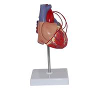 Modelo de corazón humano de tamaño natural (escala 1:1) para cardiólogos, modelo anatómico magnético desmontable con áreas numeradas Humano Desmontable
