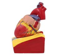 Modelo de corazón humano desmontable anatómico herramienta de enseñanza médica para el aula de ciencias, anatomía para laboratorio, médicos, hospitales