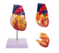 Modelo de corazón humano - Diseño anatómico de 2 partes de tamaño real con 34 estructuras anatómicamente correctas, manual digital, diseño de imán y base de visualización para investigación