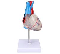 Modelo de corazón humano, diseño transparente de alta simulación, modelo de enseñanza de corazón multipropósito, conexión magnética de PVC para material didáctico médico