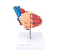 Modelo de corazón humano HeineScientific
