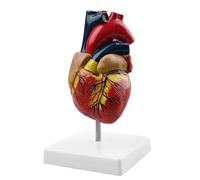 Modelo de corazón humano para anatomía: Modelos de corazón de tamaño natural WANDGU de 2 partes con modelo de corazón humano anatómico y tamaño natural, réplica 1:1 de un modelo de corazón de tamaño
