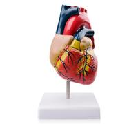 Modelo de corazón humano para anatomía: WIYETY 1:1 Scientific Modelo de corazón humano para anatomía, modelo de corazón de PVC, modelos de corazón de 2 piezas de tamaño natural para enseñanza escolar