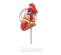 Modelo de corazón Humano Transparente Sistema de circulación Modelo anatómico Anatomía del Vaso sanguíneo 1: 1 Anatomía del corazón Desmontable Educativo