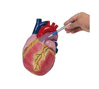 Modelo de corazón, modelo anatómico, tamaño triple, 2 piezas, trípode.