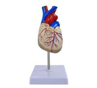 Modelo de corazón natural grande y transparente a escala 1:1 que muestra claramente la estructura del corazón. Modelo anatómico de corazón humano de tamaño real desmontable, conexión magnética
