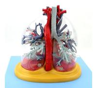 Modelo de corazón, pulmones, tráquea y árbol bronquial humano con signos digitales | Corazón con pulmones, tráquea y árbol bronquial transparentes. Modelo para cirugía torácica, cardiología y sistema