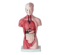 Modelo de corazón, torso y esqueleto humanos, kit educativo de anatomía extraíble de 15 piezas para enseñanza y estudios médicos. Humano Extraíble