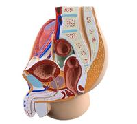 Modelo de Corte pélvico Medio sagital Masculino, Modelo de anatomía Modelo de Esqueleto Modelo de anatomía sagital Masculino Adulto Modelo de órgano Humano para Herramienta educativa