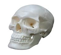 Modelo de cráneo, 2 piezas réplica de cráneo humano realista con tapa extraíble, herramienta de enseñanza de anatomía, modelo humano para anatomía, adulto anatómico médico