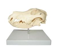 Modelo de cráneo canino. Enseñanza la anatomía del esqueleto animal for ciencias veterinarias y biología humana. Demostración en un hospital veterinario