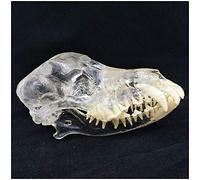 Modelo de cráneo canino Transparente - Modelo de cráneo Humano Modelo de mandíbula de Diente de Perro - Modelo médico anatómico Perro - Estudio Veterinario Exposición educativa, Equipo de Laboratorio