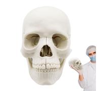 Modelo de cráneo de anatomía humana - Réplica de cráneo de tamaño completo, estructura educativa del cráneo, modelo de estudio óseo de 15 piezas, cráneo artificial realista | Medicina detallada