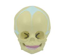 Modelo de cráneo de bebé, modelo anatómico de mandíbula inferior móvil para modelo de cabeza, modelo de calavera humana de tamaño real para hospital, estudio médico, modelo de esqueleto de cabeza