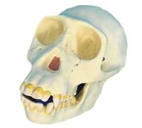 Modelo de cráneo de chimpancé a tamaño Real 1:1, réplica anatómica Detallada para Estudio de la evolución y enseñanza médica