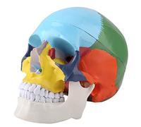 Modelo de cráneo de color humano, modelo anatómico de cráneo humano con tarjeta de identificación para estudiantes de medicina, curso de estudio de anatomía humana