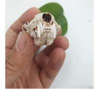 Modelo de cráneo de comadreja, modelo de taxidermia de cráneo animal, réplica de cráneo de PVC, for investigación, enseñanza, hogar, bar, fiesta, escultura decorativa.