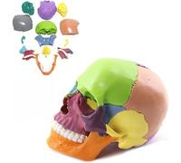 Modelo de cráneo Desmontable, 15 Piezas, Escala 1:2, anatomía a Color, tamaño Mini, Cabeza de Esqueleto, Modelo de cráneo, Modelo anatómico médico for Aprendizaje, enseñanza o exhibición.