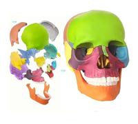 Modelo de cráneo en Miniatura: cráneo anatómico de 17 Piezas for práctica médica y pediátrica, Rompecabezas de cráneo Plegable(A)