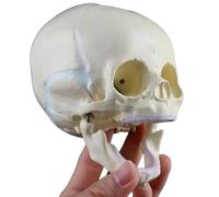 Modelo de cráneo fetal, modelo de anatomía del cráneo humano, material de PVC, dibujado a mano, for exhibición de aprendizaje de educación médica.
