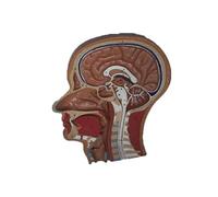 Modelo de cráneo humano a tamaño real, anatomía la cabeza en plano sagital frontal medio con cerebro, 31 cm, anatómico detallado