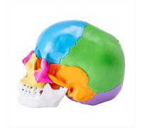 Modelo de cráneo humano, anatomía pintada a tamaño natural de PVC anatómico A