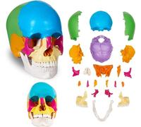 Modelo de cráneo Humano, Calavera de Color Humano Calavera anatómica Calavera didáctica 22 Piezas Flexibles y Modelo extraíble para lecciones de anatomía