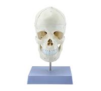 Modelo de cráneo humano con vértebras cervicales y suturas craneales para estudio de anatomía médica y ayuda de enseñanza, modelo de calavera para el aula