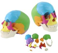 Modelo de Cráneo Humano, Cráneo Anatómico de Anatomía Humana 22 Piezas Flexibles y Desmontables para Lecciones de Anatomía