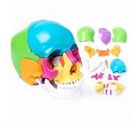 Modelo de cráneo humano de 22 piezas, modelo anatómico profesional de cráneo humano, modelo de cráneo con anatomía explosionada, mini modelo de cráneo humano desmontable a color para clínica dental,