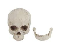 Modelo de cráneo humano de tamaño natural Resina blanca Modelo de dibujo de esqueleto de cabeza de adulto anatómico con gorra de cráneo extraíble Modelo educativo de enseñanza Adorno de fiesta