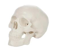 Modelo de cráneo humano de tamaño real 1:1 con cabeza anatómica extraíble Calvaria Esqueleto herramienta de estudio de enseñanza médica