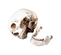 Modelo de cráneo Humano, tamaño Real Cabeza Humana Resina Blanca Cráneo Humano Dibujo Natural con Tapa extraíble Réplica Modelo Realista para Esqueleto