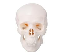 Modelo de cráneo Infantil Humano, anatomía, feto, cráneo de bebé, Modelo para enseñanza médica, Aprendizaje, Herramienta de visualización educativa
