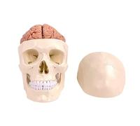 Modelo de cráneo y Cerebro Humanos, 11 Partes, tamaño Natural, Modelo anatómico de Cabeza Humana con Cerebro, cráneo Humano, para Aprendizaje de enseñanza médica