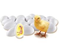 Modelo de crecimiento de embrión de pollo, juego de exploración del ciclo de vida del polluelo, 21 huevos de plástico que simulan todo el proceso de desarrollo del embrión de pollo