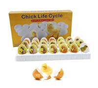 Modelo De Crecimiento Del Embrión De Pollo, Kit De Exploración Del Ciclo De Vida Del Pollo, 21 Huevos De Plástico, Dibujos Anatómicos, Simulación De Todo El Proceso De Desarrollo Del Embrión De Pollo