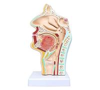 Modelo De Cuello Sinusal - Modelo Anatómico De Cuello Sinusal para Humanos - para Estudio De Clase De Ciencias