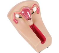 Modelo de cuello uterino femenino, modelo de entrenamiento anticonceptivo intrauterino de útero translúcido, simulador de guía de anticoncepción interna uterina, for entrenamiento