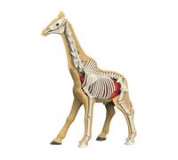 ＡＷＨＡＯ Modelo de Cuerpo Animal para Aprendizaje, Material didáctico, Rompecabezas para, Herramienta de demostración de biología Animal para enseñar a, 31010