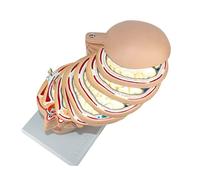 Modelo de Cuerpo Cerebro Humano Modelo anatómico Cráneo Anatomía Corte Transversal Modelo Cerebral Imagen Cabeza Secció