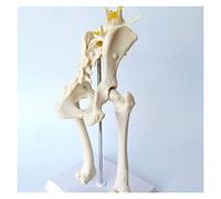 Modelo de Cuerpo Cuerpo canino articulación de la Cadera Modelos de anatomía anatómica del Esqueleto del Esqueleto del Mal delero Modelo de enseñanza de la articulación