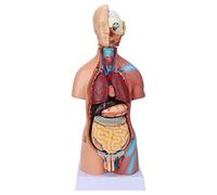 Modelo de Cuerpo de Anatomía Humana, Modelo de Anatomía del Cerebro del Cuerpo de 17.7 Pulgadas para la Educación o Exhibición de la Escuela o el Hospital