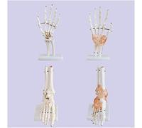 Modelo de Cuerpo del Cuerpo Modelo de anatomía de Hueso Humano - Modelo de articulación de la Mano del pie Manual Modelo de articulación del pie con ligamen - Modelo de Esqueleto del pie de Mano de