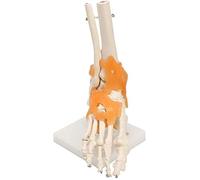 Modelo de cuerpo humano 1 1 esqueleto ligamento tobillo articulación modelo estatua humana escultura anatomía medicina