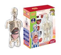 Modelo de cuerpo humano, 25 cm de torso de medio cuerpo, nervios cerebrales humanos y tronco cerebral | Distribución educativa de vasos sanguíneos cerebrales herramienta de enseñanza de anatomía