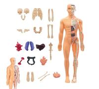 Modelo de cuerpo humano, 28,5 x 10 cm, kit de ciencia del cuerpo humano, mejora las habilidades prácticas, aprende esqueleto anatómico con facilidad, modelo de anatomía del torso para